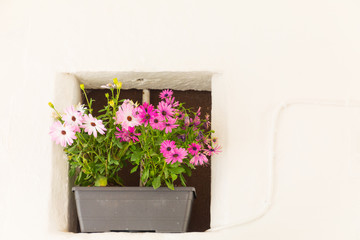 Italy, Apulia, Province of Brindisi, Cisternino. Pink flowers in a planter in a window in a white stucco wall.