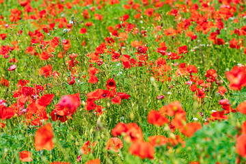 Fototapeta na wymiar Italy, Apulia, Metropolitan City of Bari, Locorotondo. Field of poppies.