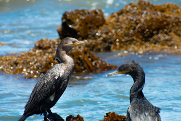 bird at the seaside