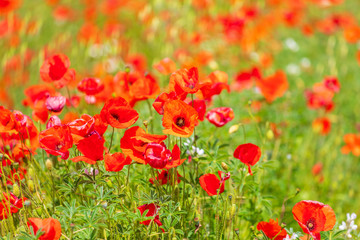 Italy, Apulia, Metropolitan City of Bari, Locorotondo. Field of poppies.