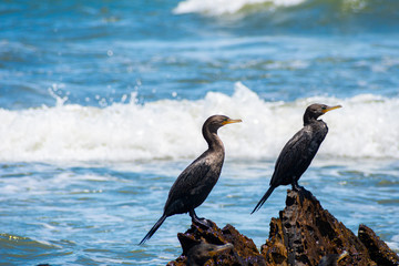 cormorant on rock