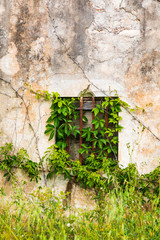 Italy, Apulia, Metropolitan City of Bari, Alberobello. A vine growing up an old stucco wall.