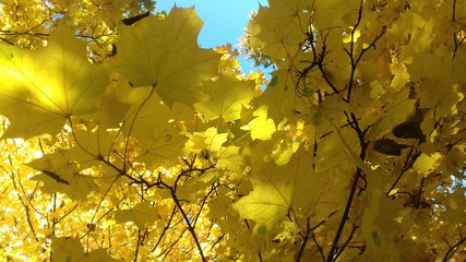 yellow maple leaves against blue sky