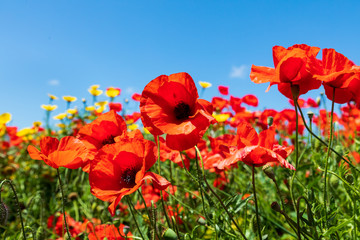 Italy, Apulia, Province of Brindisi, Ostuni. Poppy fields outside the town of Ostuni.