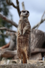 meerkat on guard