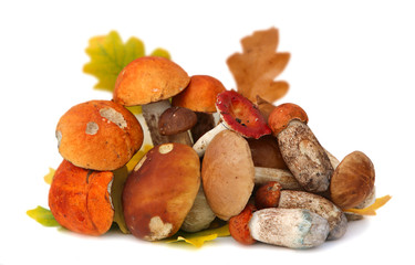 Wild Foraged Mushroom selection isolated on white background, with shadow. Boletus Edulis mushrooms