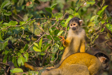 The mono amarillo chichi monkey