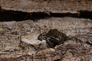 frog on rock