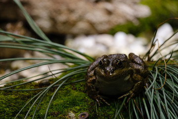 green frog