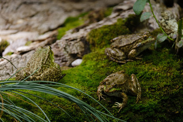 frog in pond