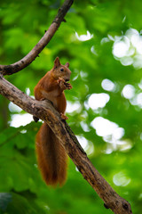 Squirrel on autumn tree nature animal wild life survive 
