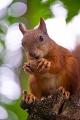 Obraz premium Squirrel on autumn tree nature animal wild life survive 