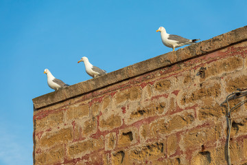 Italy, Apulia, Province of Lecce, Gallipoli. Seagulls on a stone wall.