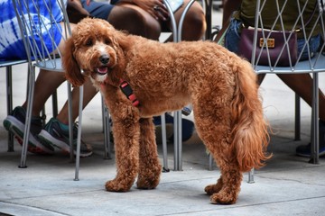 A large shaggy brown dog outside 