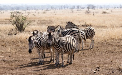 Obraz premium zebras in africa