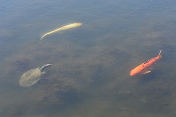 Two goldfish and interesting turtle in a pond
