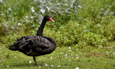 Fototapeta premium The black Swan Australia - species of swan from Australia - natural scene of Wisconsin