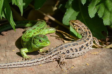 male and female lizards in the mating season