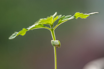 Close-up shot of a cannabis plant growing