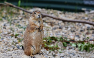 Prairie dog black tail