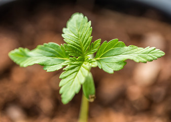 Close-up shot of a cannabis plant growing
