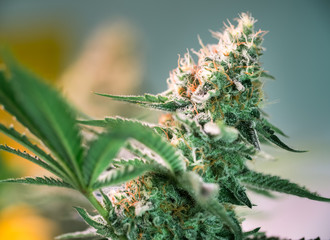 Cannabis Plant Flower HDR