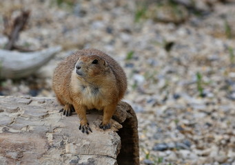 Prairie dog black tail