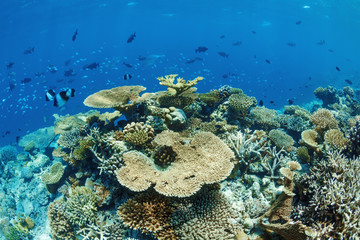 Naklejka na ściany i meble Fragment of a coral reef on the Maldives.