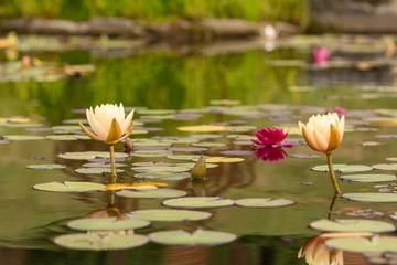 Pink / ecru / red lotus (waterlilly) in bloom