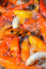 Goldfish collection, koi carp