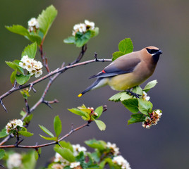 Cedar Waxwing