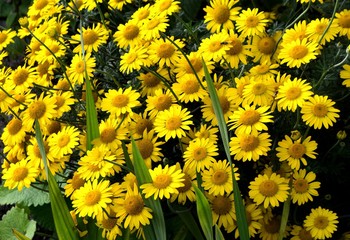 field of yellow flowers