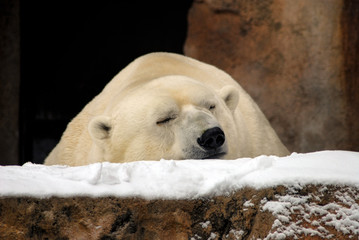 Polar Bear Sleeping