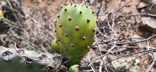 Caktus figue de berbere