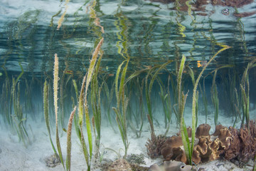 Blades of seagrass grow in shallow water in Raja Ampat, Indonesia. Seagrass meadows are ecologically important habitats, used as nurseries and as a food source.