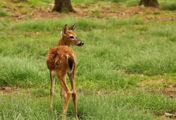 beautiful little fawn