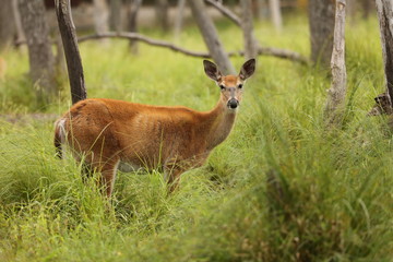 Red deer hind