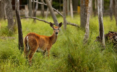 Red deer hind