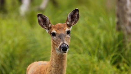 Red deer hind