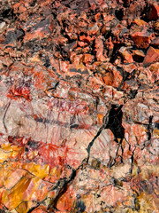 Petrified Forest multicolored wood