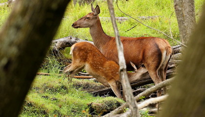 Hind and her young fawn