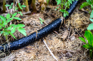 water dripping from black rigid soaker hose with garden background