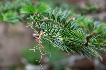 pine tree branch with old mans beard growing on it