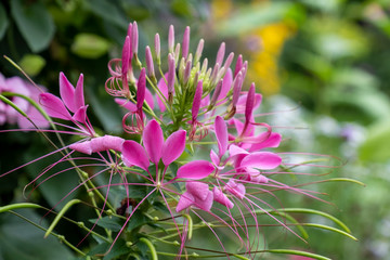Spinnenblume oder Spinnenpflanze (Cleome spinosa, Cleome hassleriana, Tarenaya hassleriana)