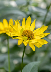 Sonnenhut (Rudbeckia)