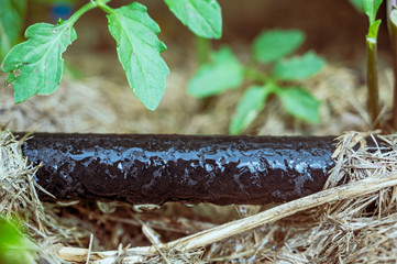 Vintage filter applied to photo of water dripping from black rigid soaker hose with garden...