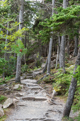Fototapeta premium hiking path in the forest