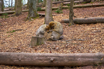 Two Barbary Macaque In His Winter Fur Protect Their Young