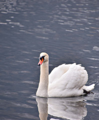 swan on lake