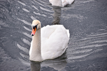 white swan